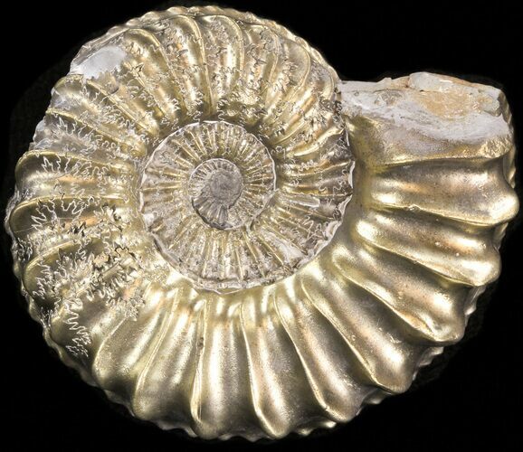 Pyritized Pleuroceras Ammonite - Germany #42720
